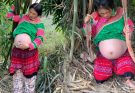 The Tearful Journey of a Pregnant Woman About to Give Birth, Cutting Bamboo to Build a House